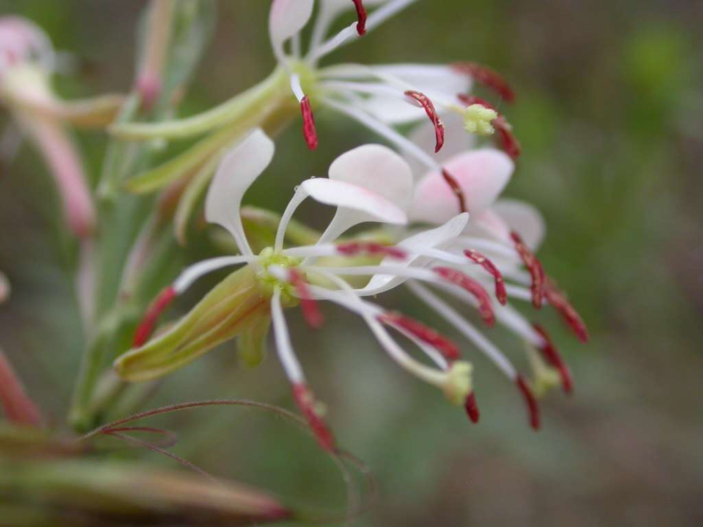 Image of scarlet beeblossom