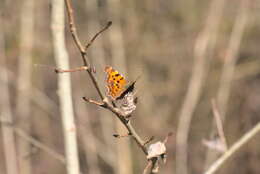 Image of Comma