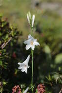 Image of St. Bruno's Lily