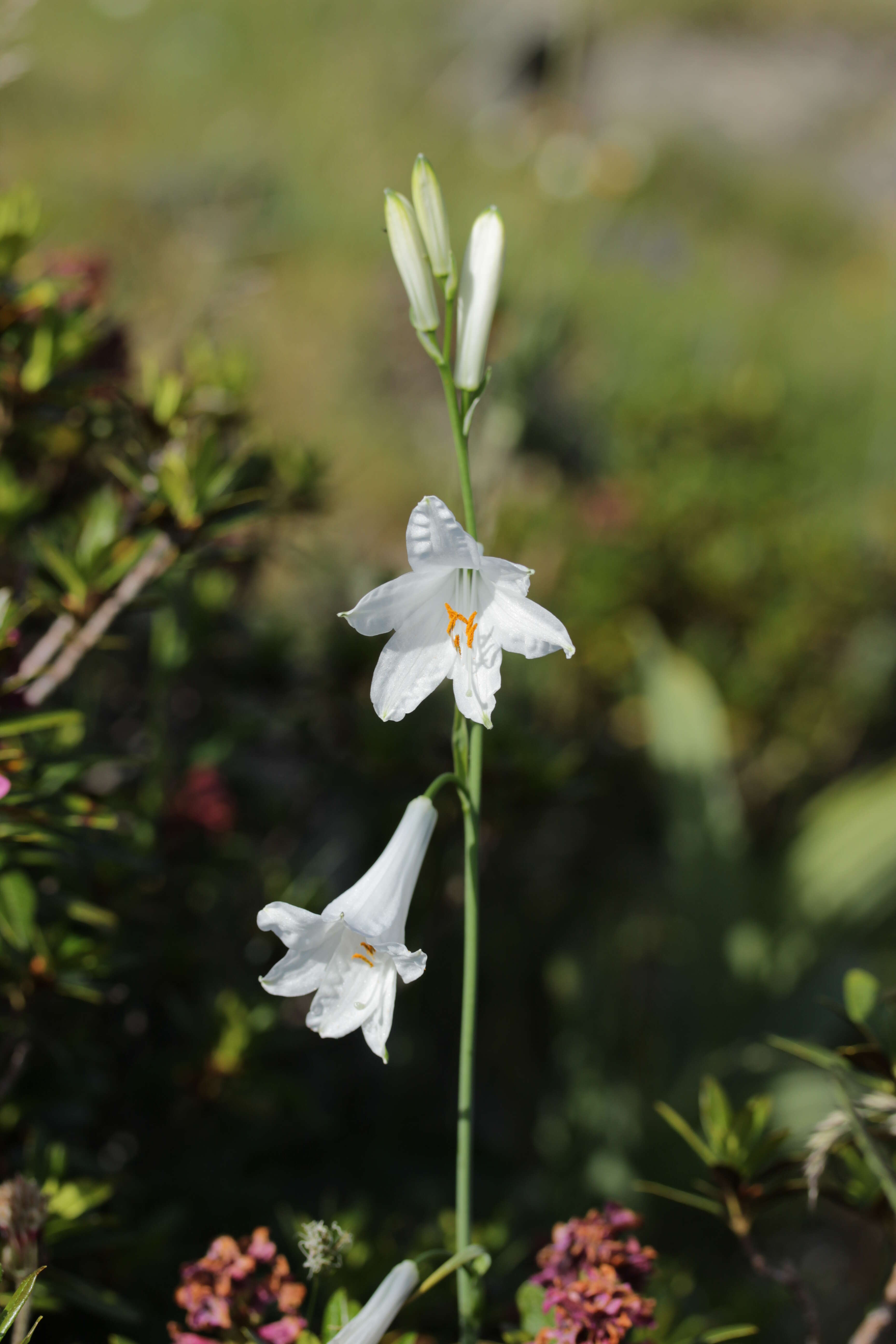 Image of St. Bruno's Lily