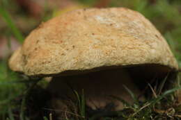 Image of Gyroporus cyanescens (Bull.) Quél. 1886