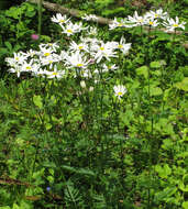 Image of corymbflower tansy