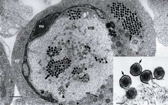 Image of Ranavirus