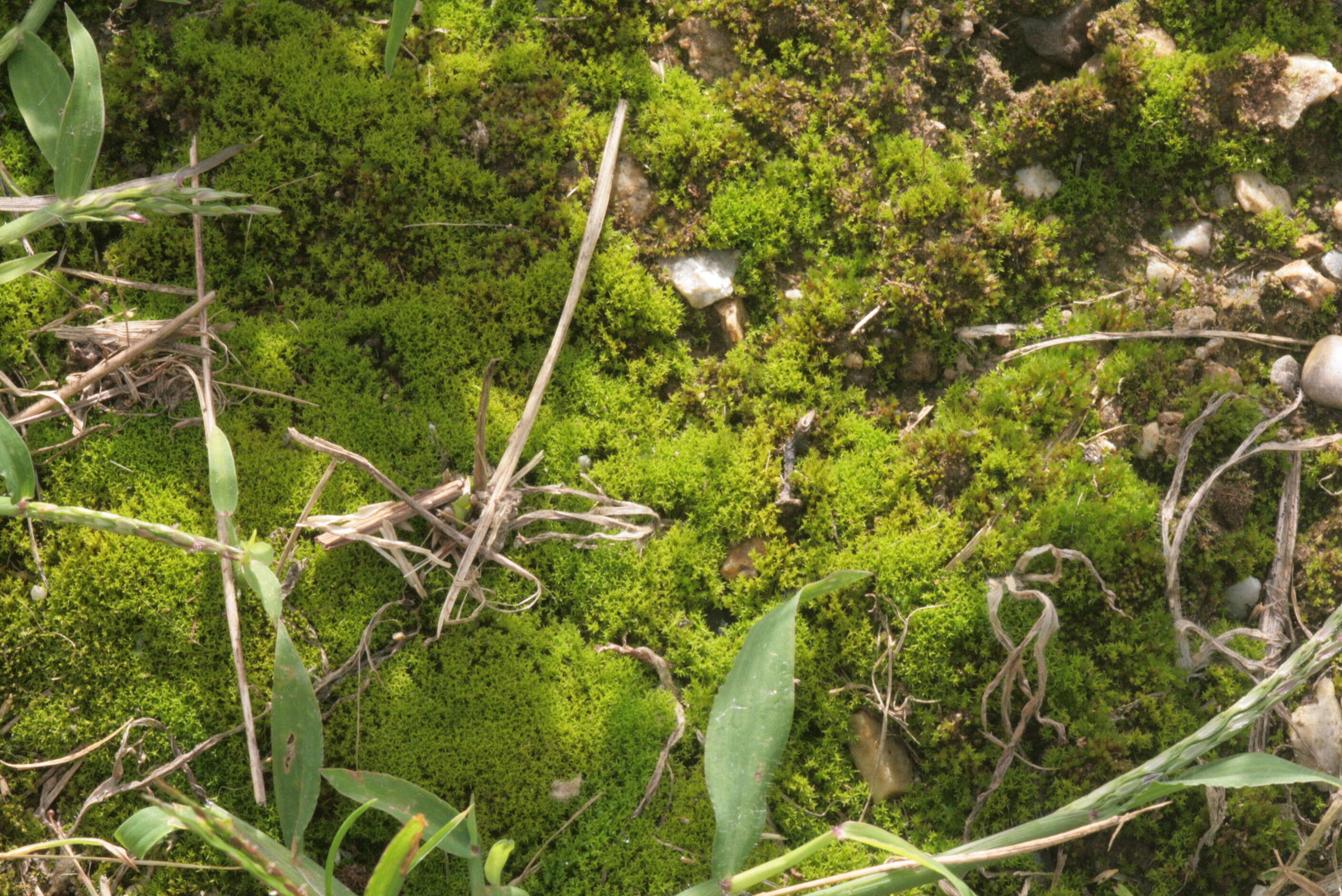 Image of pseudocrossidium moss