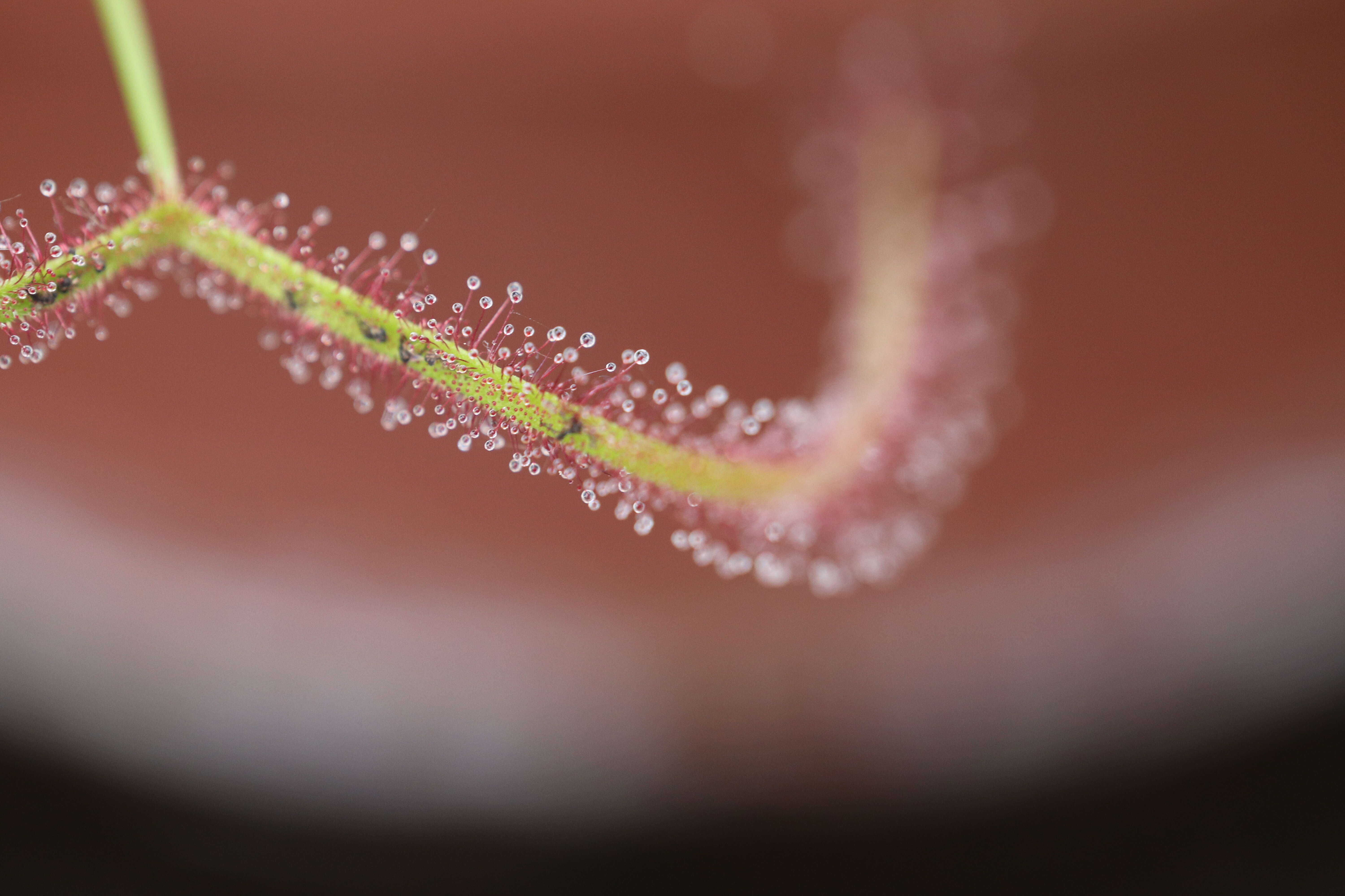 Image of Drosera binata Labill.