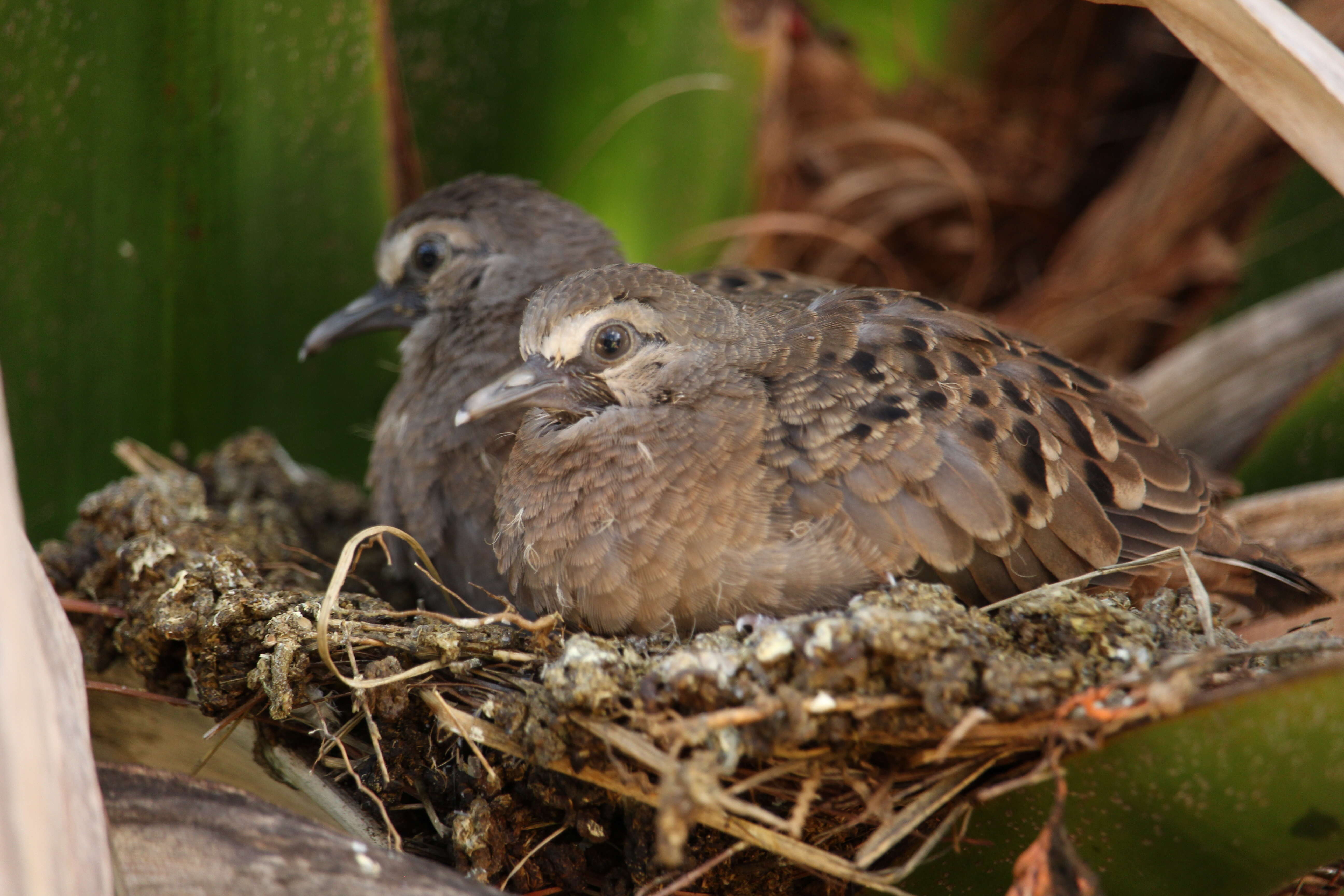 Image of Ruddy Ground Dove