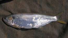 Image of Hamilton&#39;s anchovy