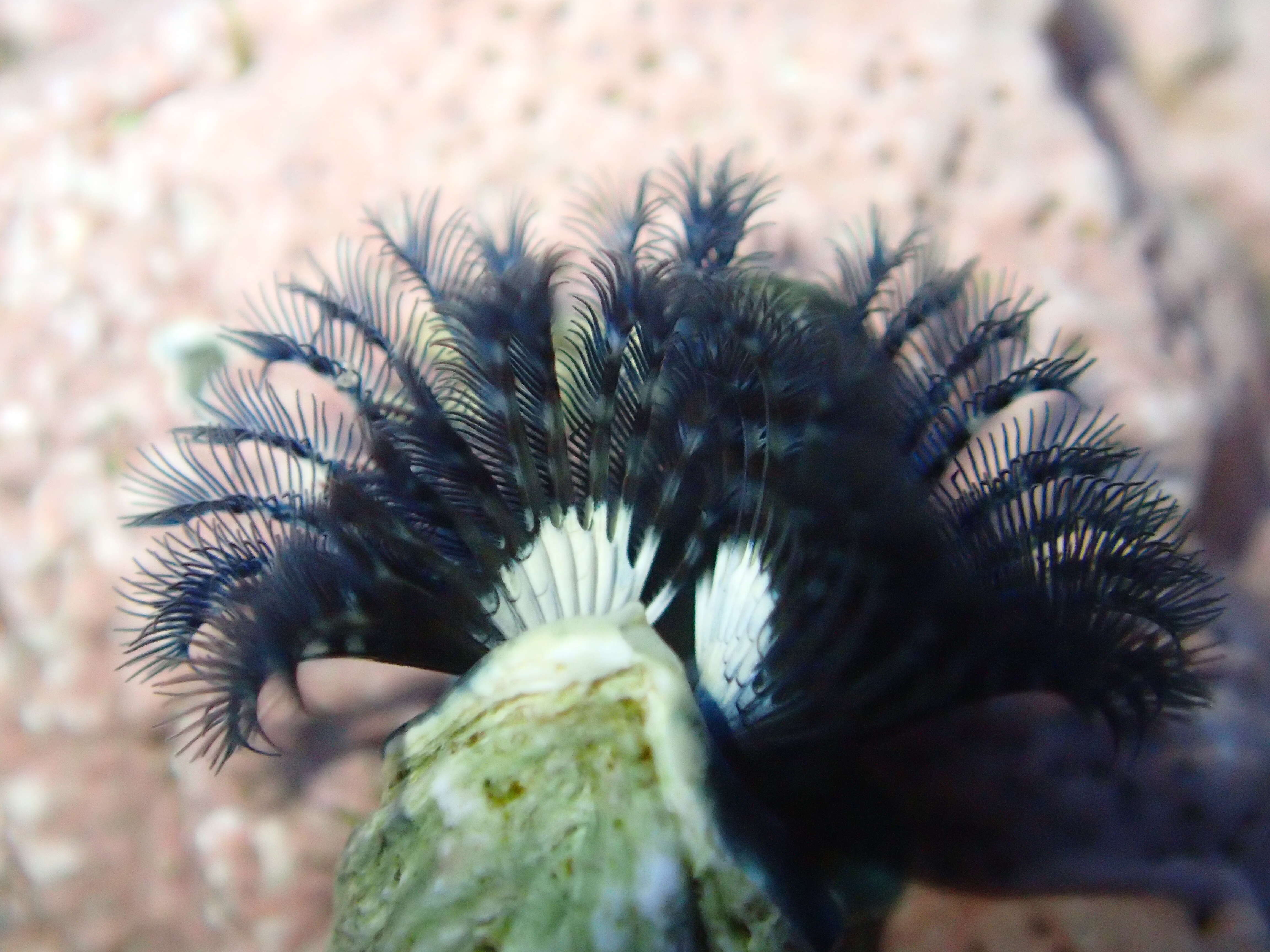 Image of Blue Tube Worm