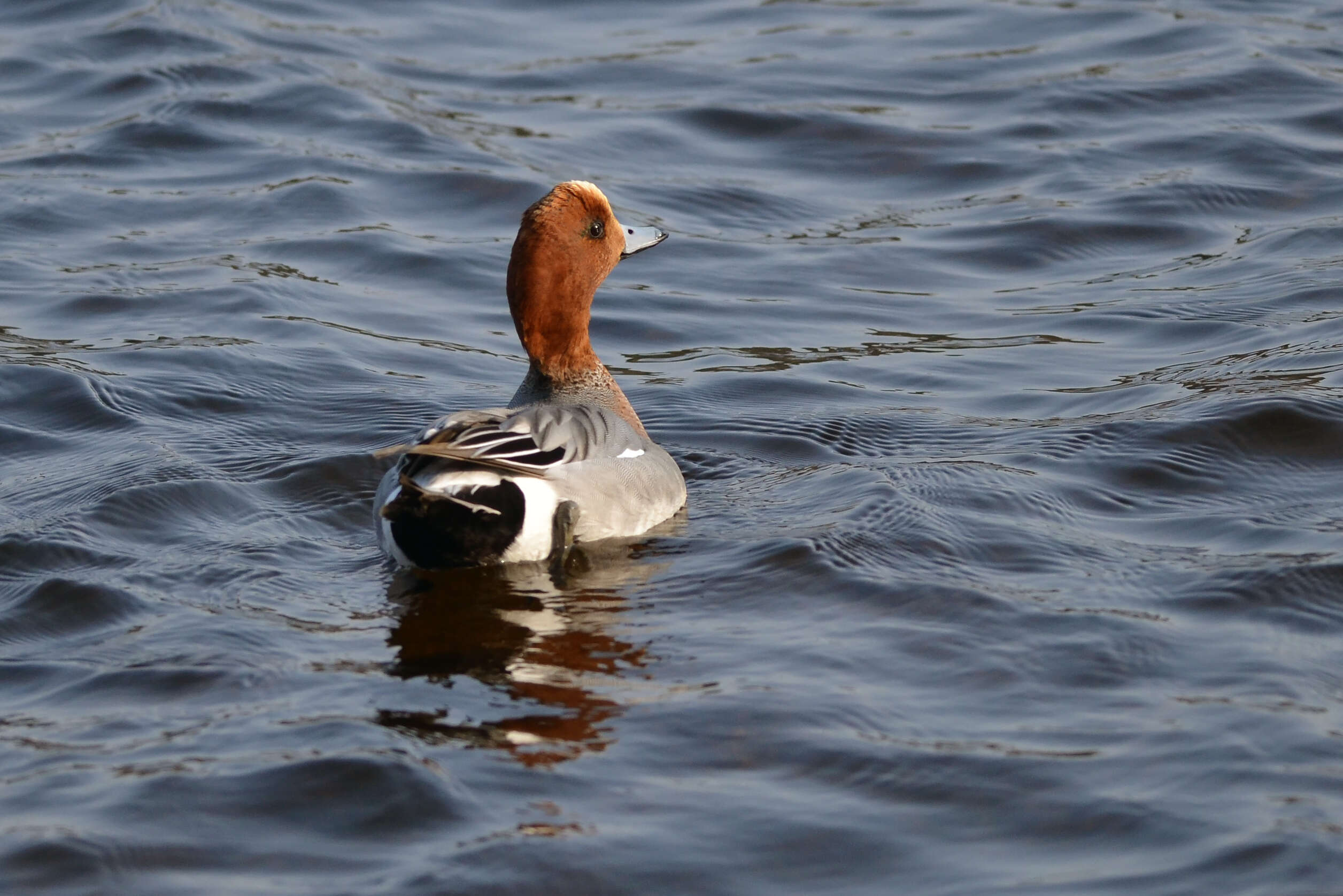 Image of Eurasian Wigeon