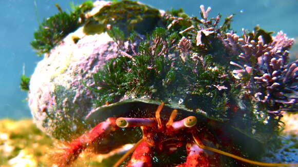 Image of Longeye hermit crab