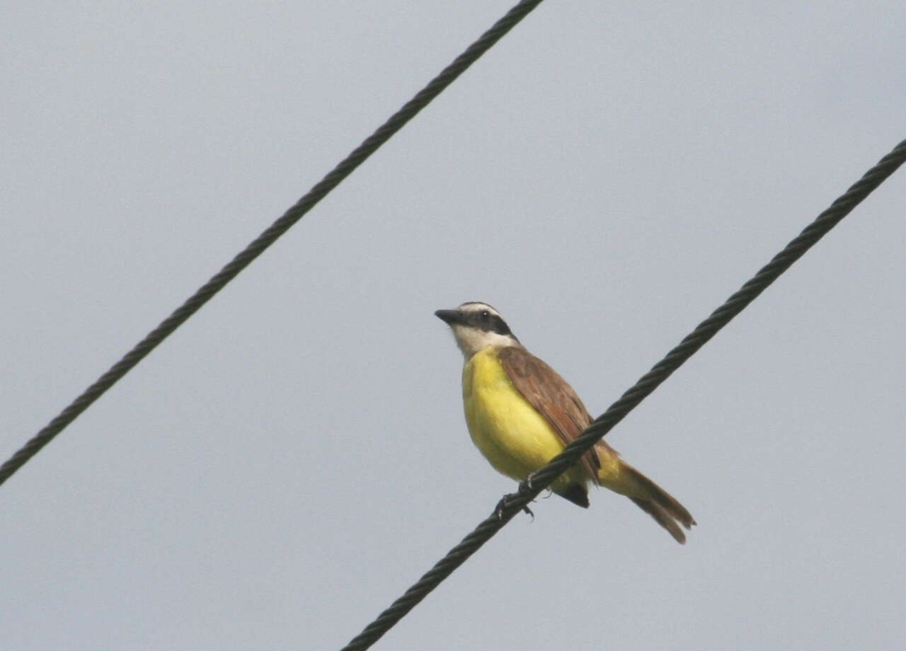 صورة Myiozetetes cayanensis (Linnaeus 1766)