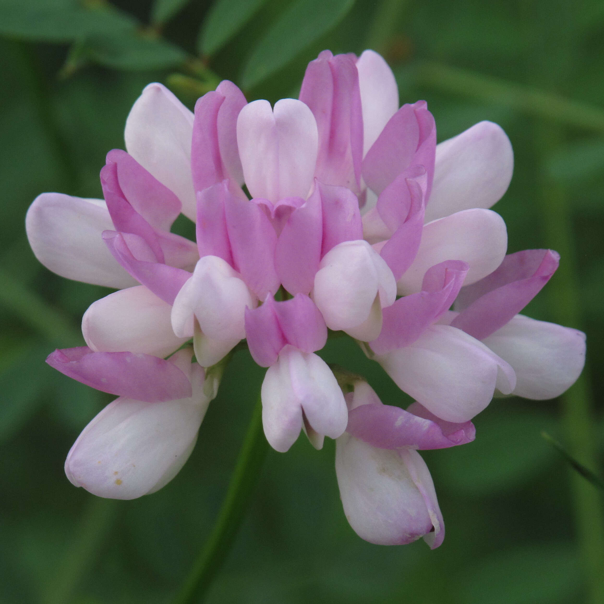 Image of crown vetch