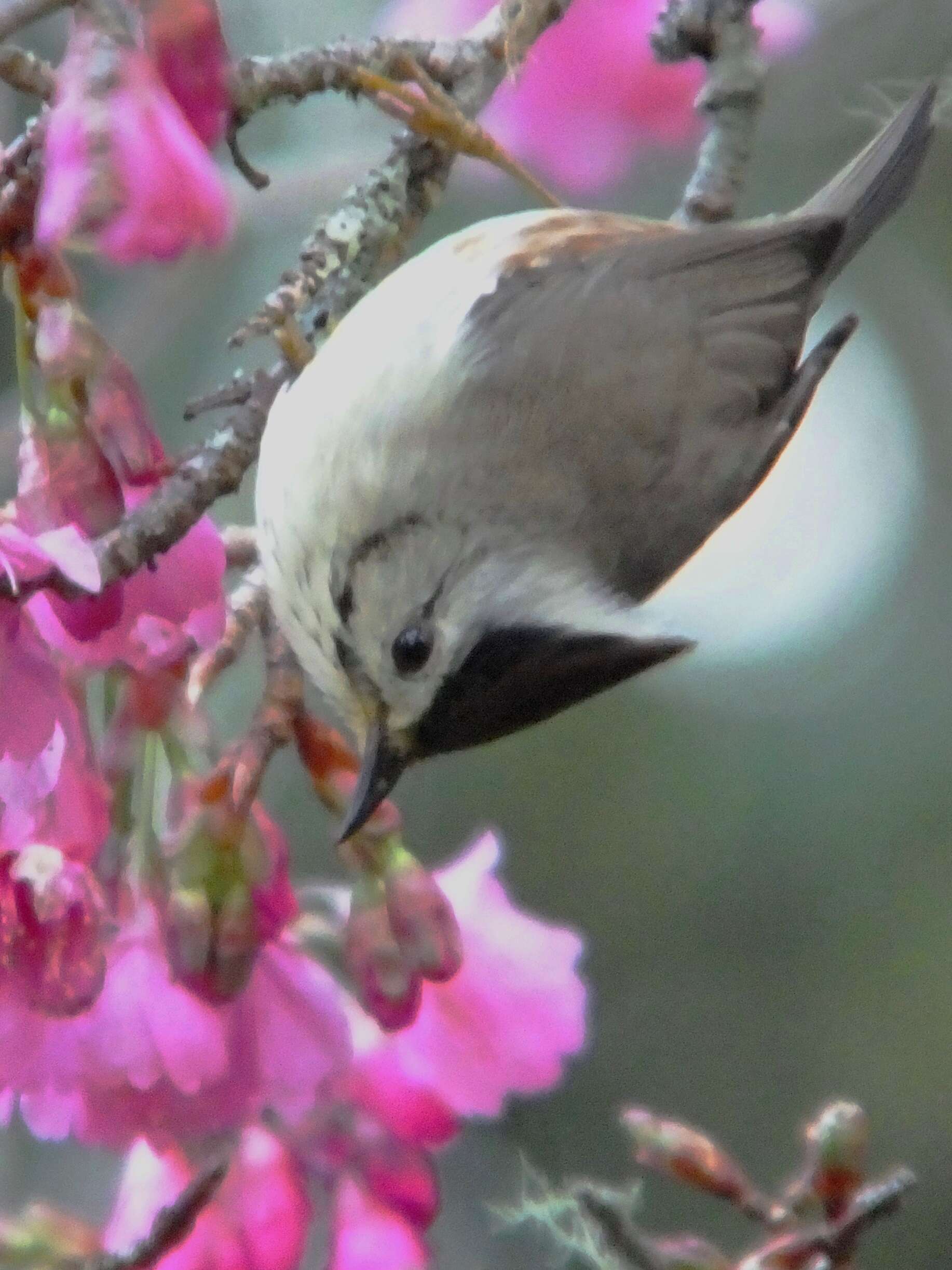 Image of Formosan Yuhina