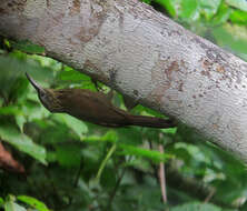 Image of Strong-billed Woodcreeper