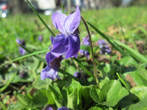 Image of sweet violet