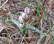 Image de Tulipa biflora Pall.