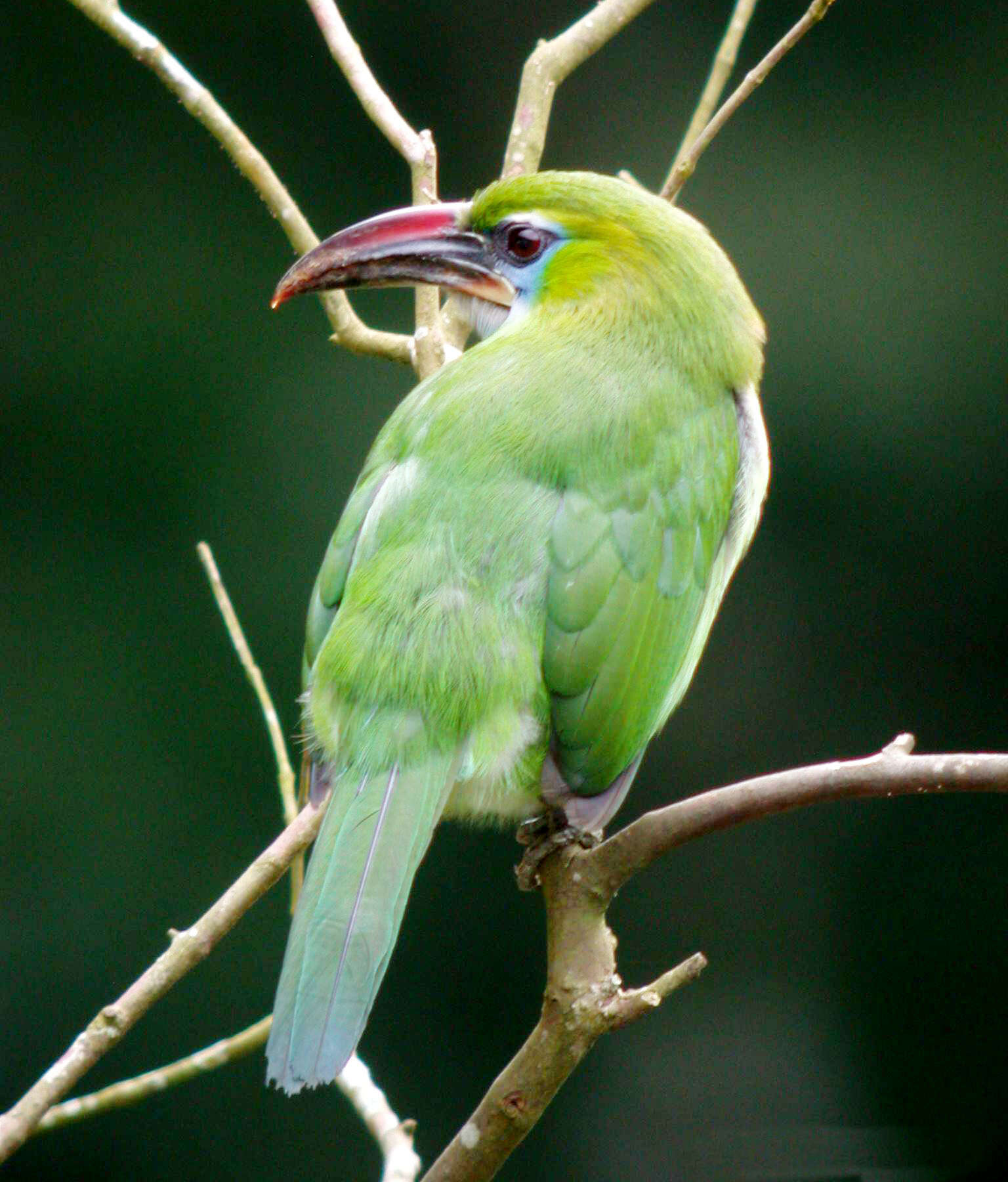 Image of Groove-billed Toucanet