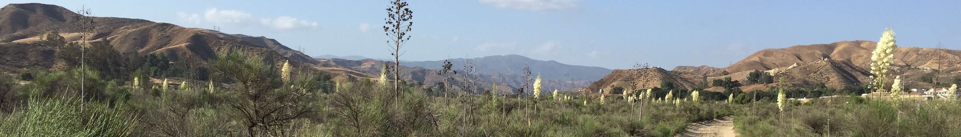 Image of hesperoyucca