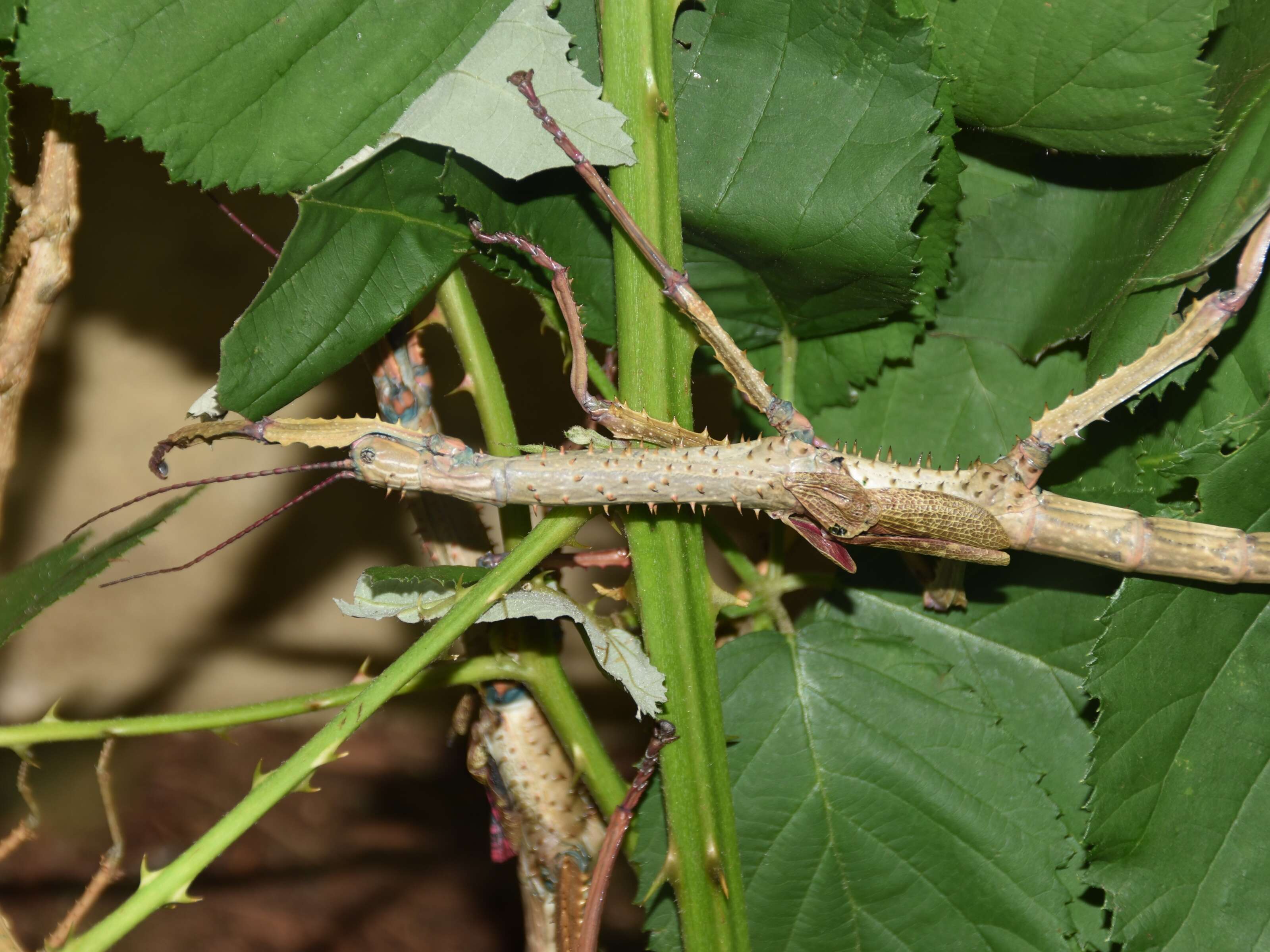 Image of Achrioptera fallax Coquerel 1861