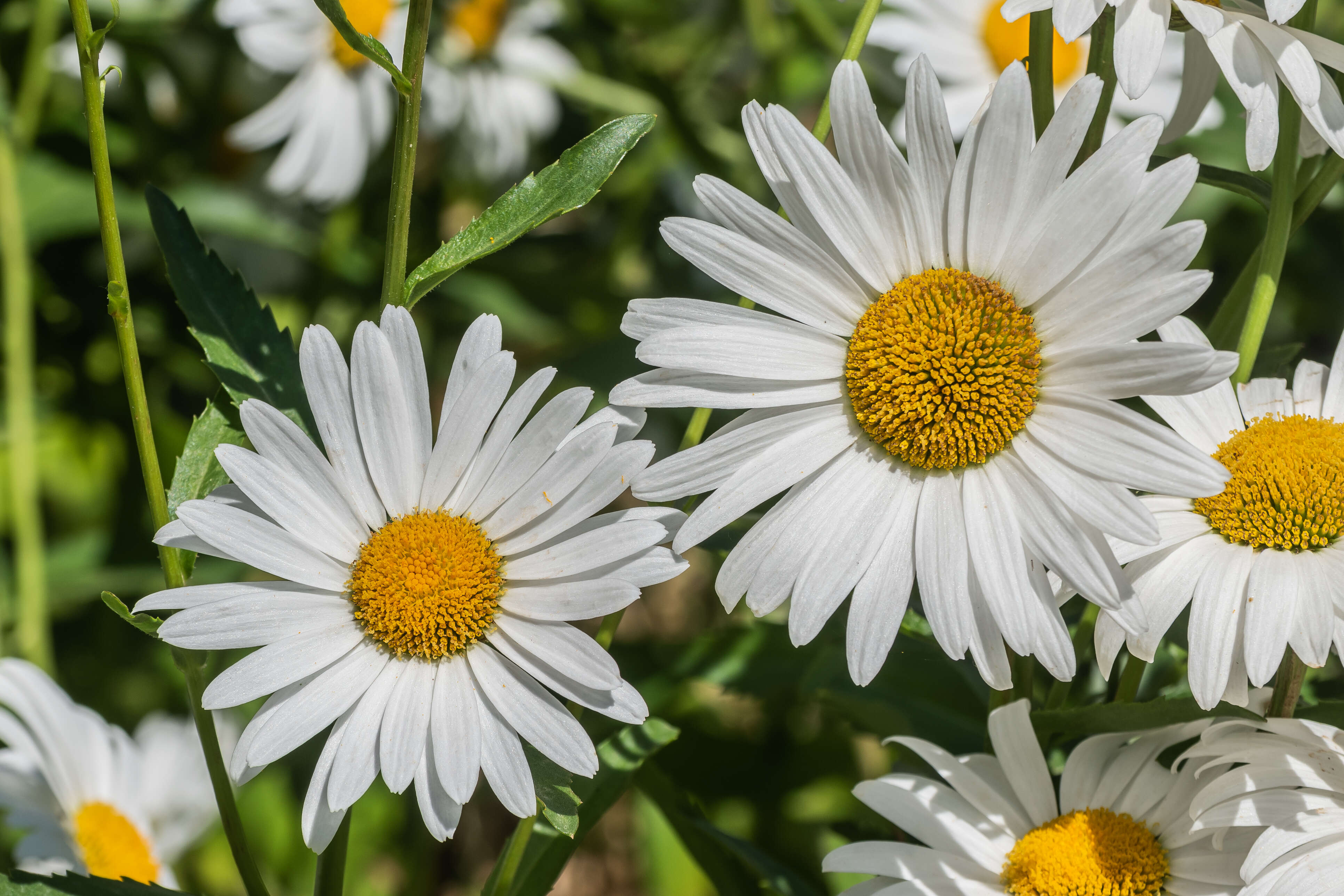 Image of max chrysanthemum