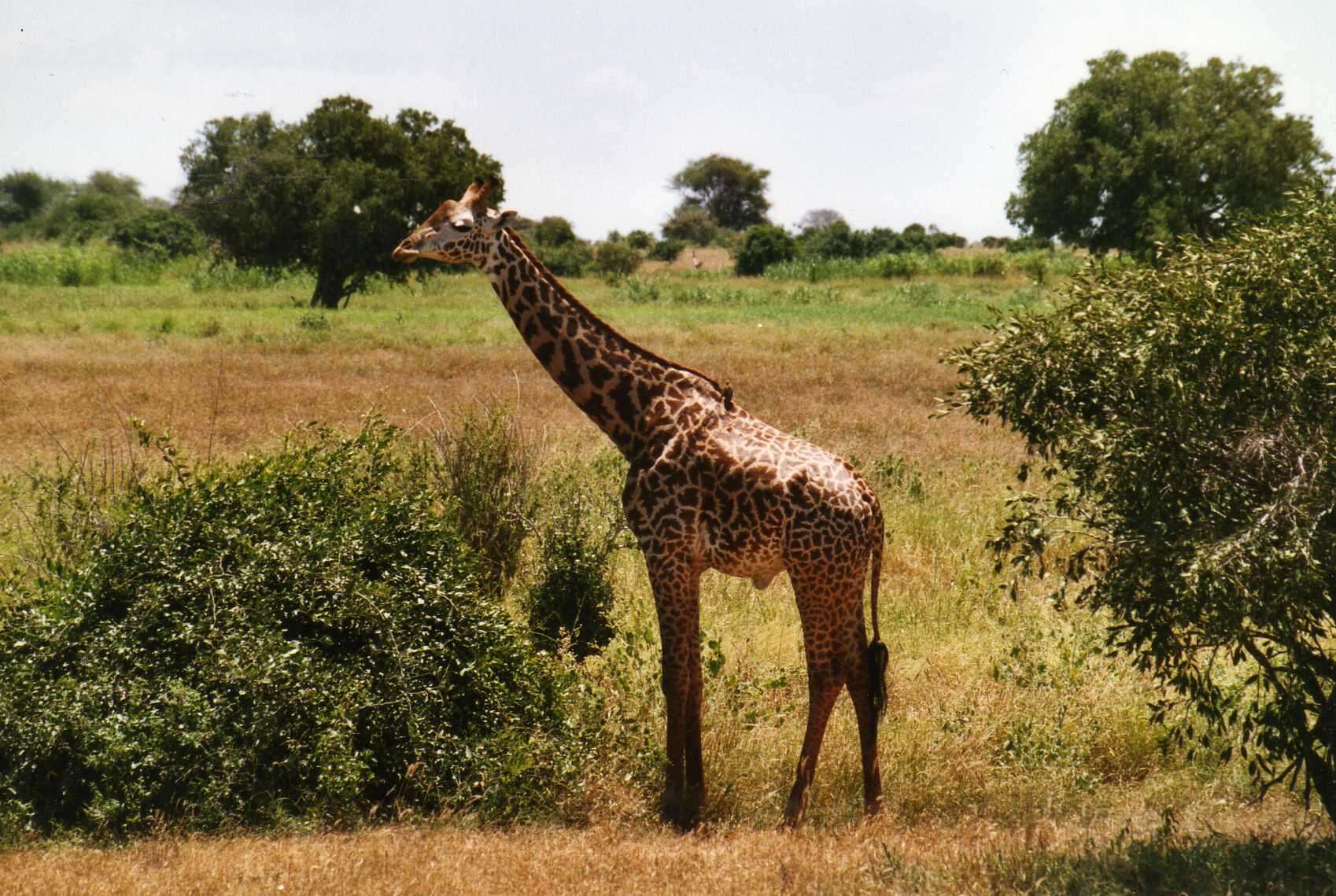 Image of Giraffe