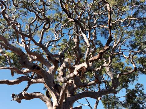 Image of Brittle Gum