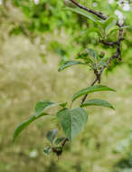 Malus transitoria (Batalin) C. K. Schneid. resmi