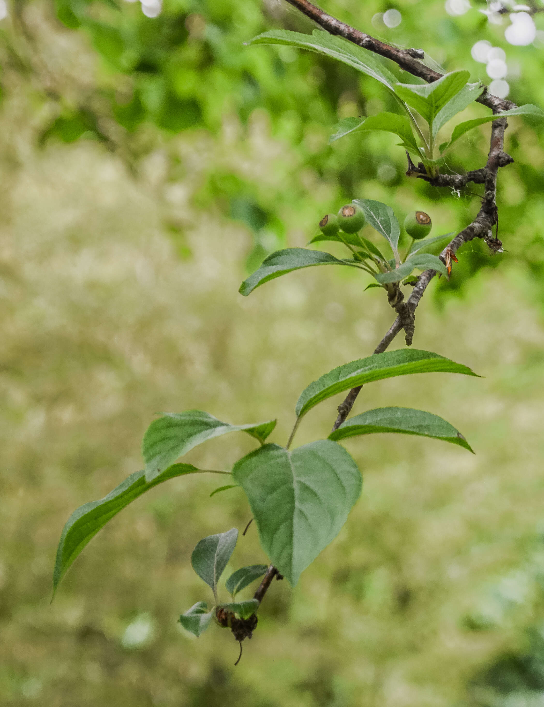 Image of Malus transitoria (Batalin) C. K. Schneid.