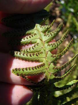 Image of sword ferns