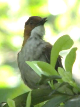 Image of Chestnut Bulbul