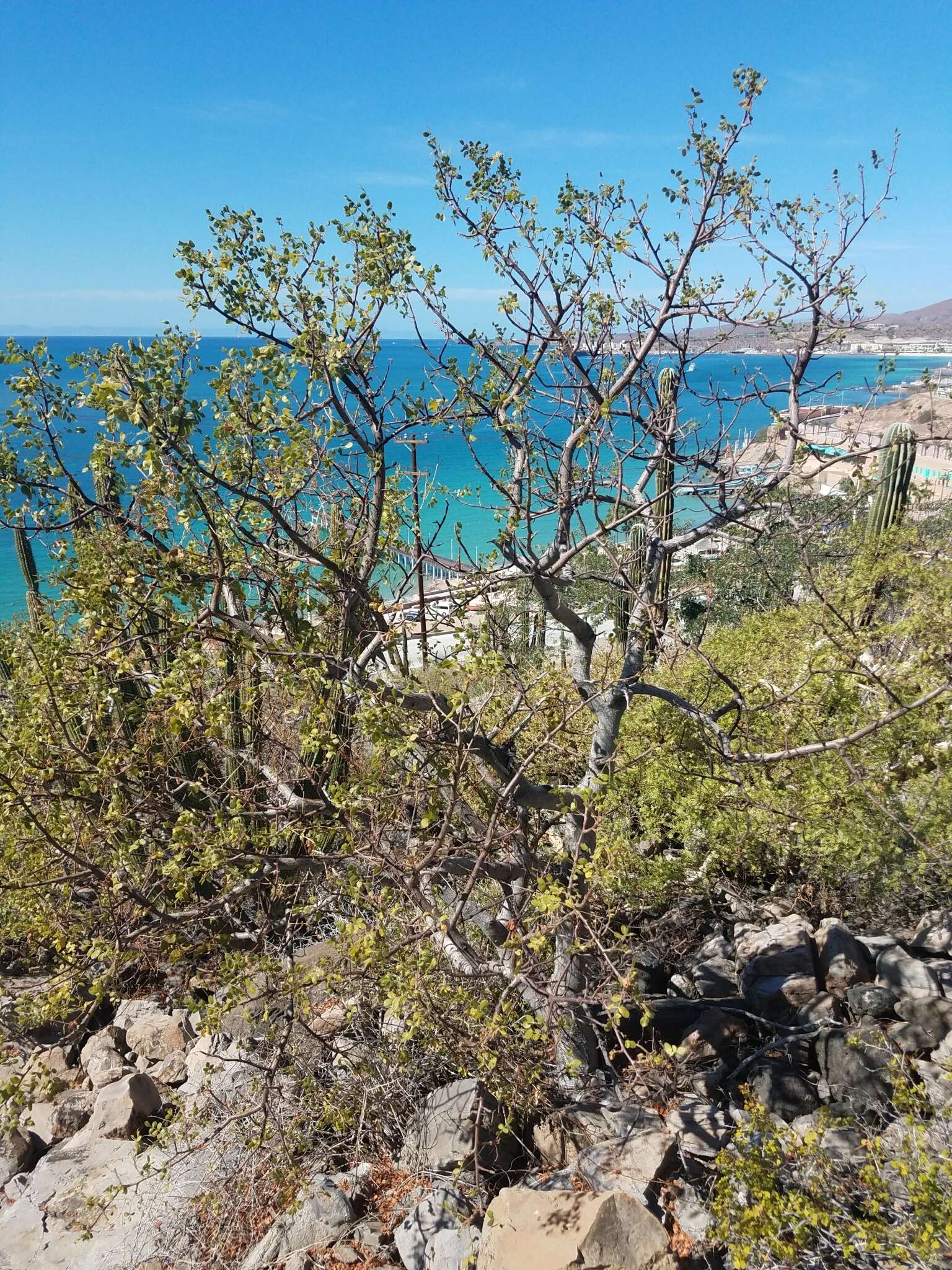 Image de Cyrtocarpa edulis (Brandeg.) Standl.