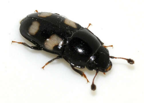 Image of Four-spotted Sap Beetle