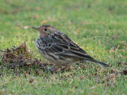 Image of Red-throated Pipit