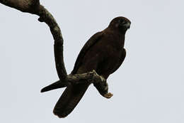 Image of Brown Falcon