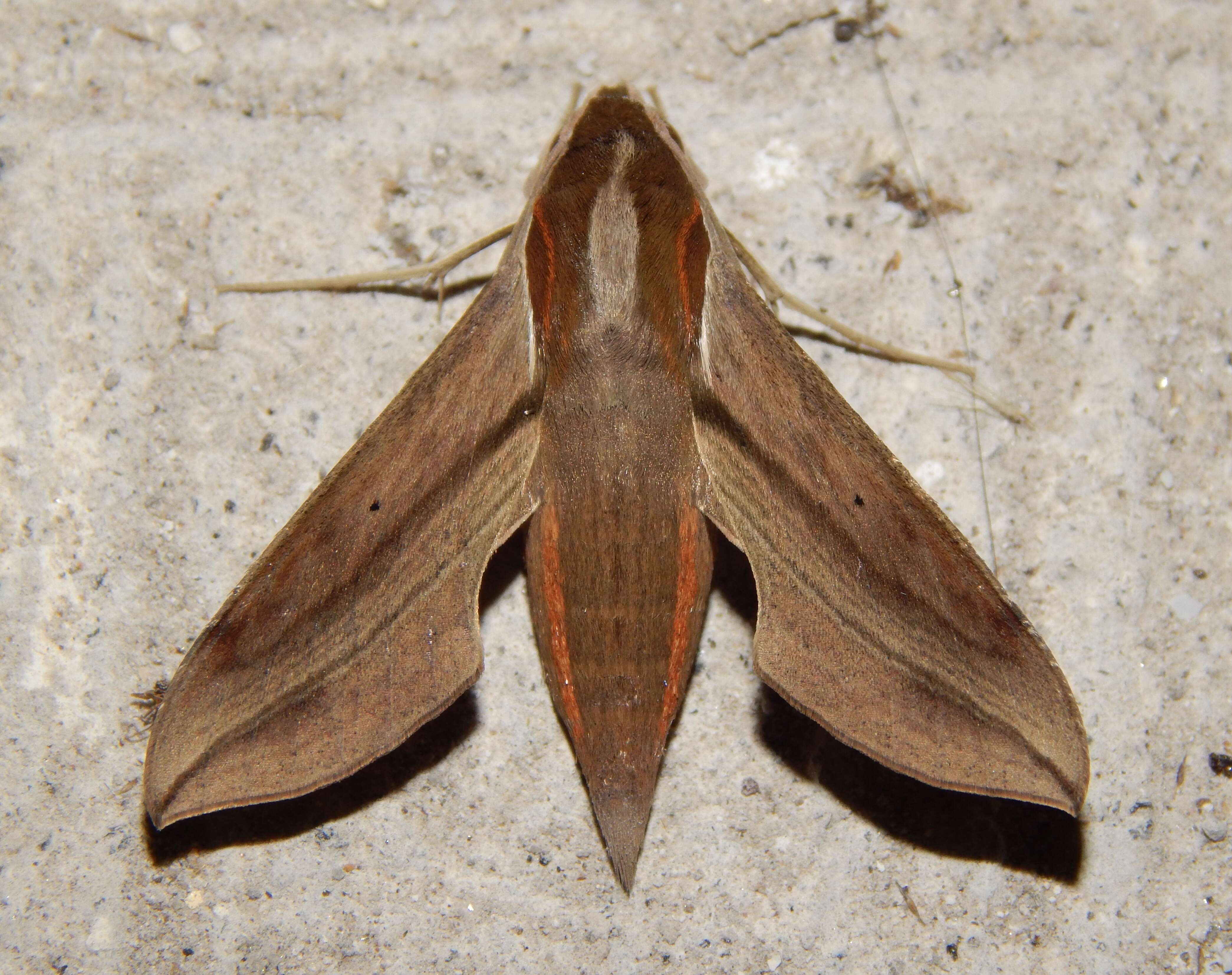 Image of Vine hawk moth