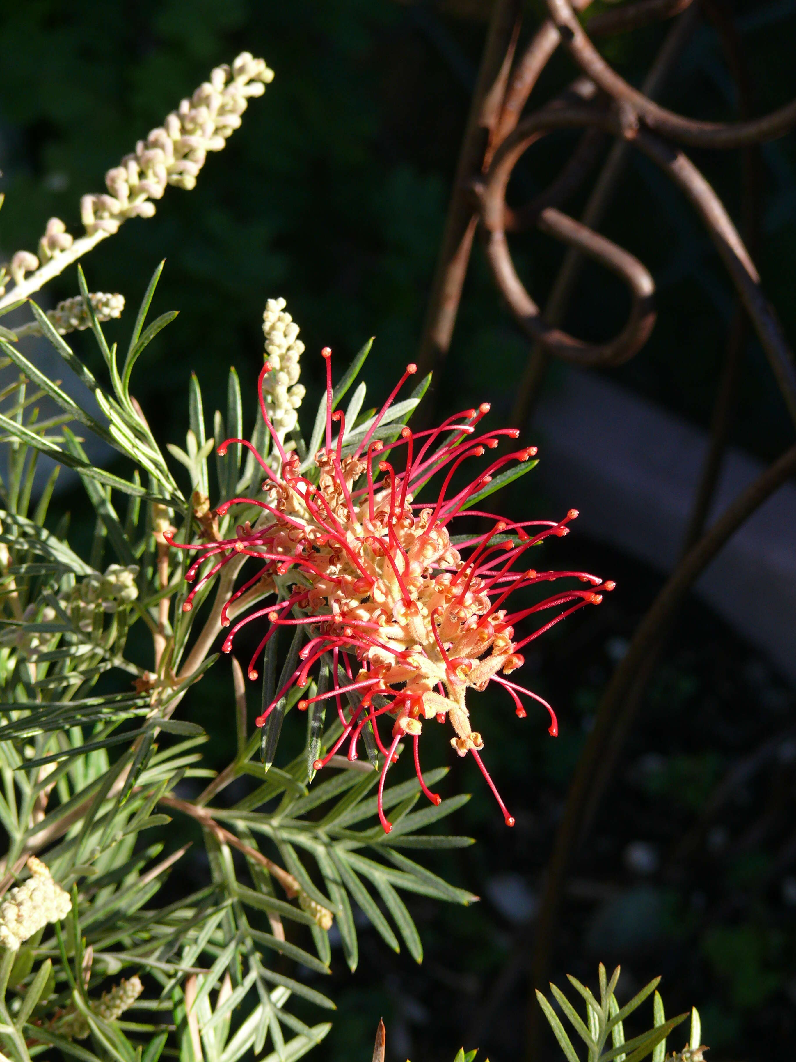 صورة Callistemon viminalis (Sol. ex Gaertn.) G. Don