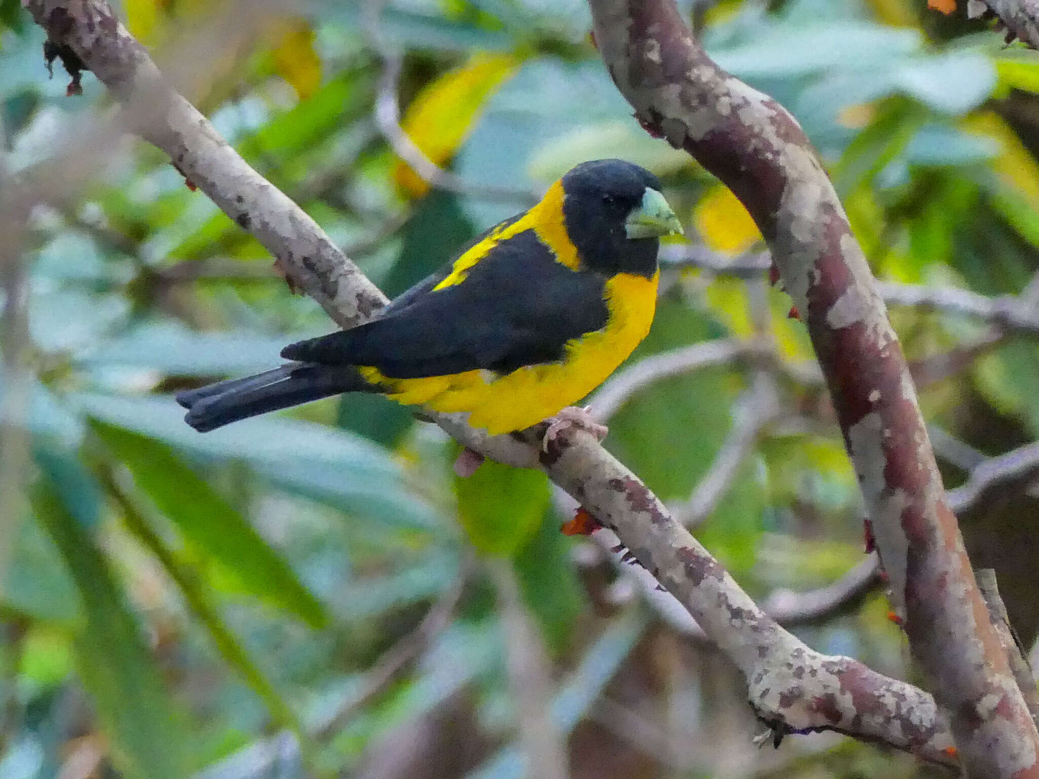 Image of Black-and-yellow Grosbeak