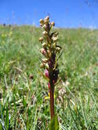 Plancia ëd Dactylorhiza viridis (L.) R. M. Bateman, Pridgeon & M. W. Chase