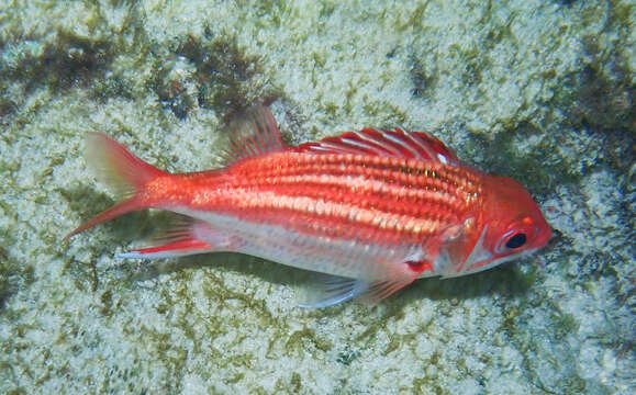 Image of Blackbarred Squirrelfish