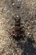 Image of Northern dune tiger beetle