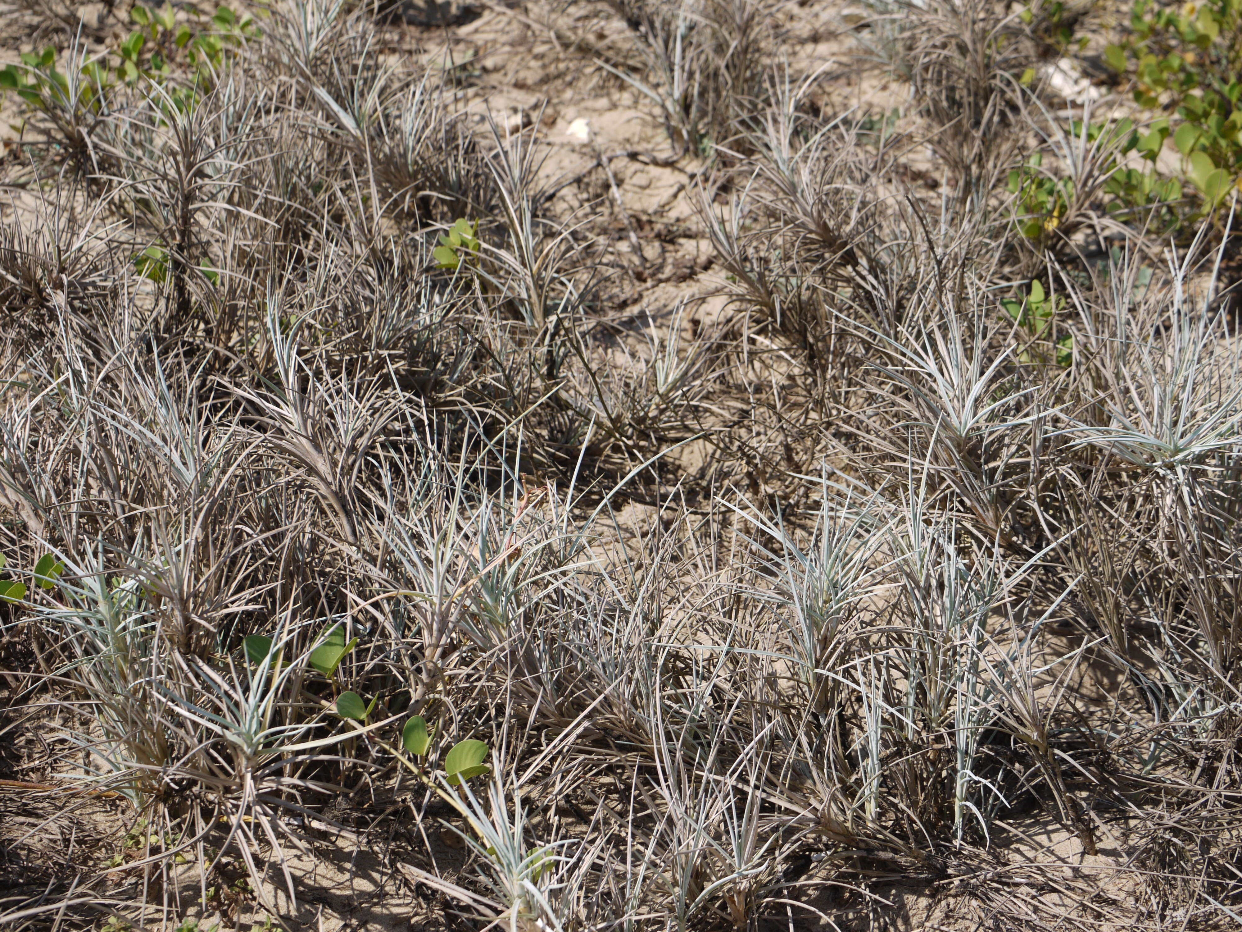 Image of Spinifex littoreus (Burm. fil.) Merr.