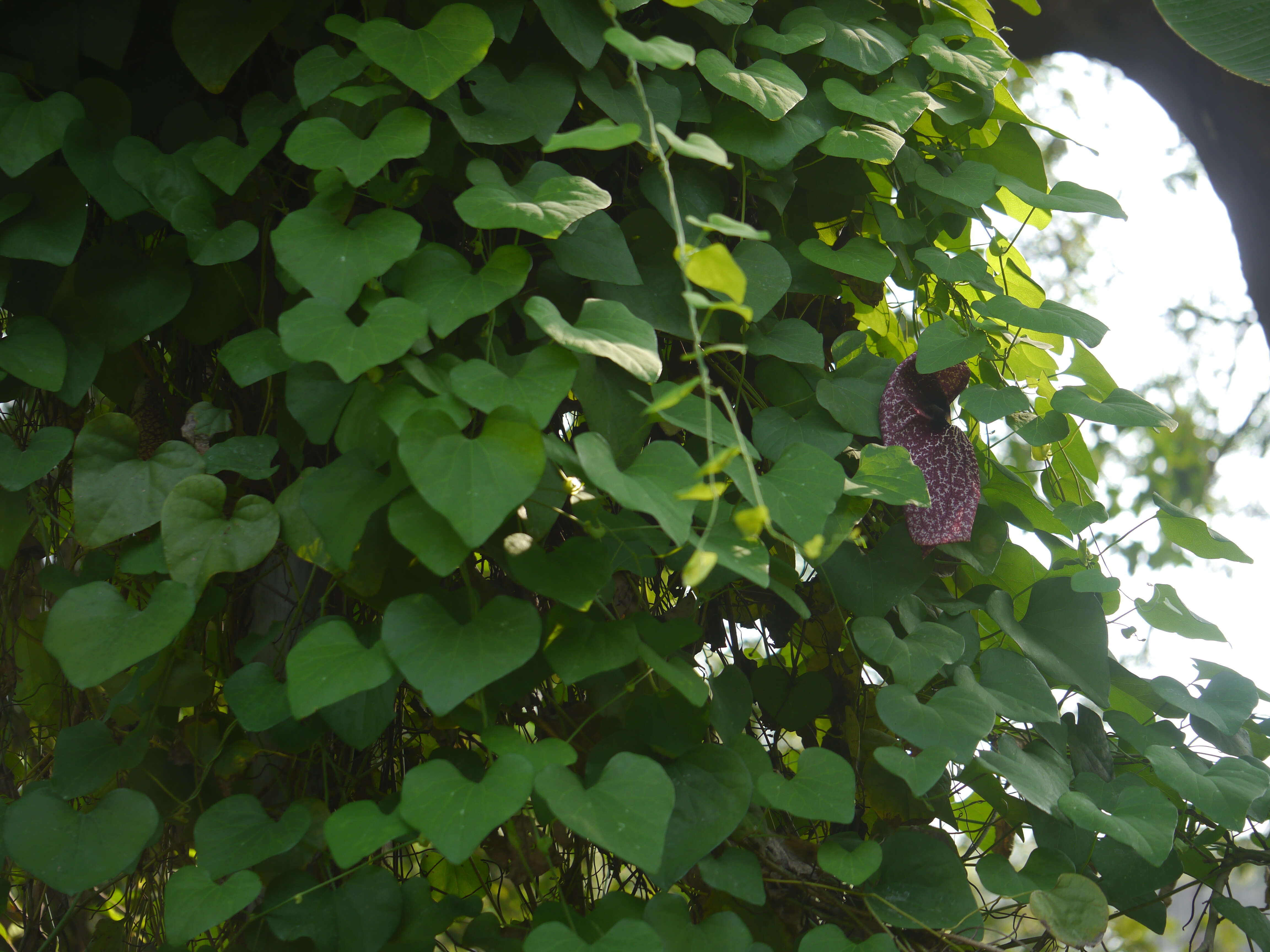 صورة Aristolochia elegans Mast.