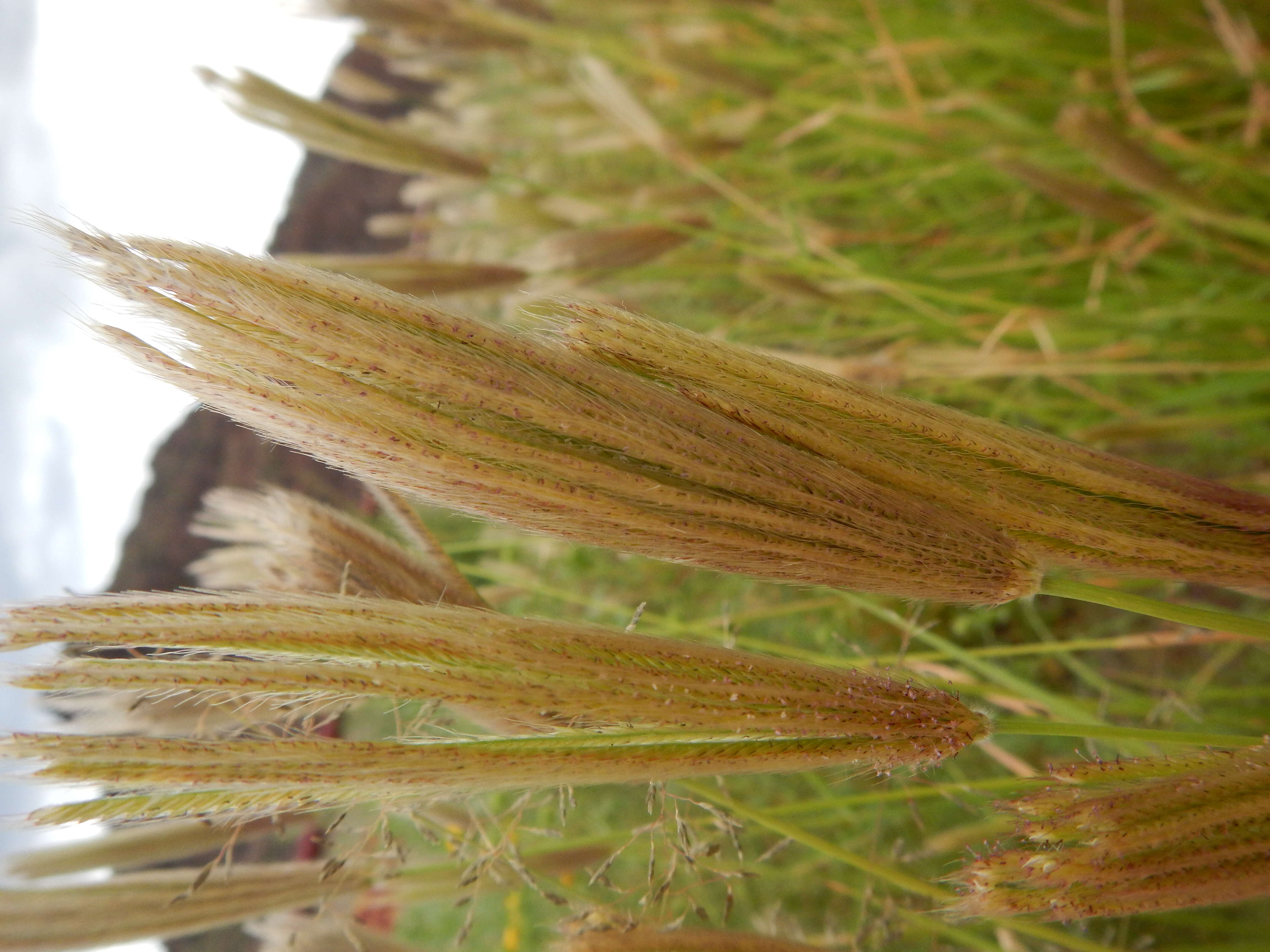 Image of feather fingergrass