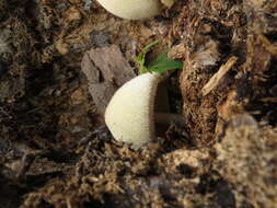 Imagem de Volvariella bombycina (Schaeff.) Singer 1951