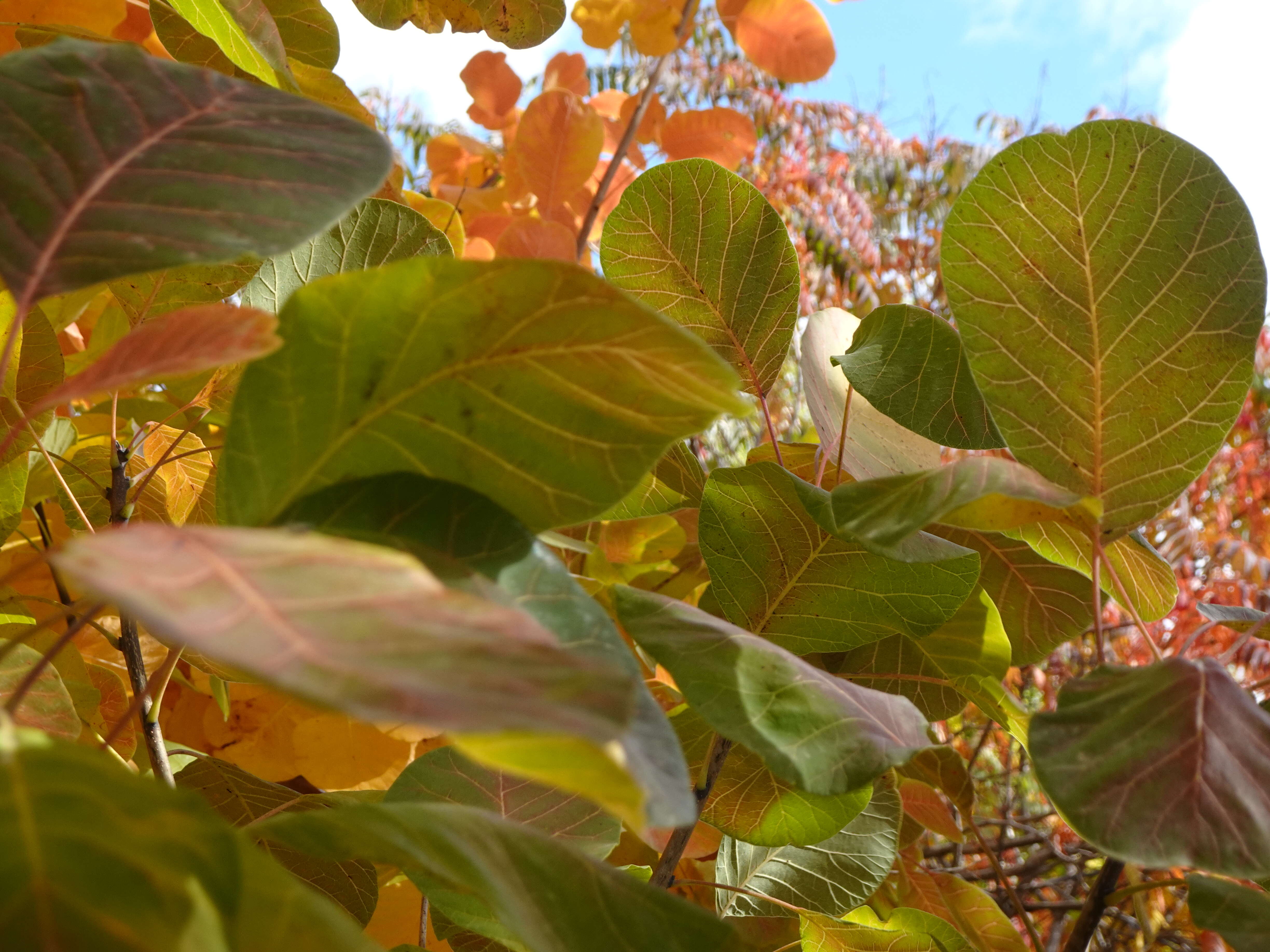 Image of smoketree