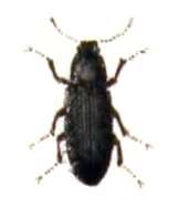 Image of Zorochros dermestoides