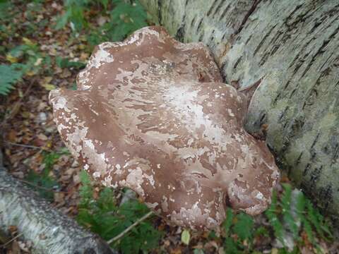 Image of birch polypore