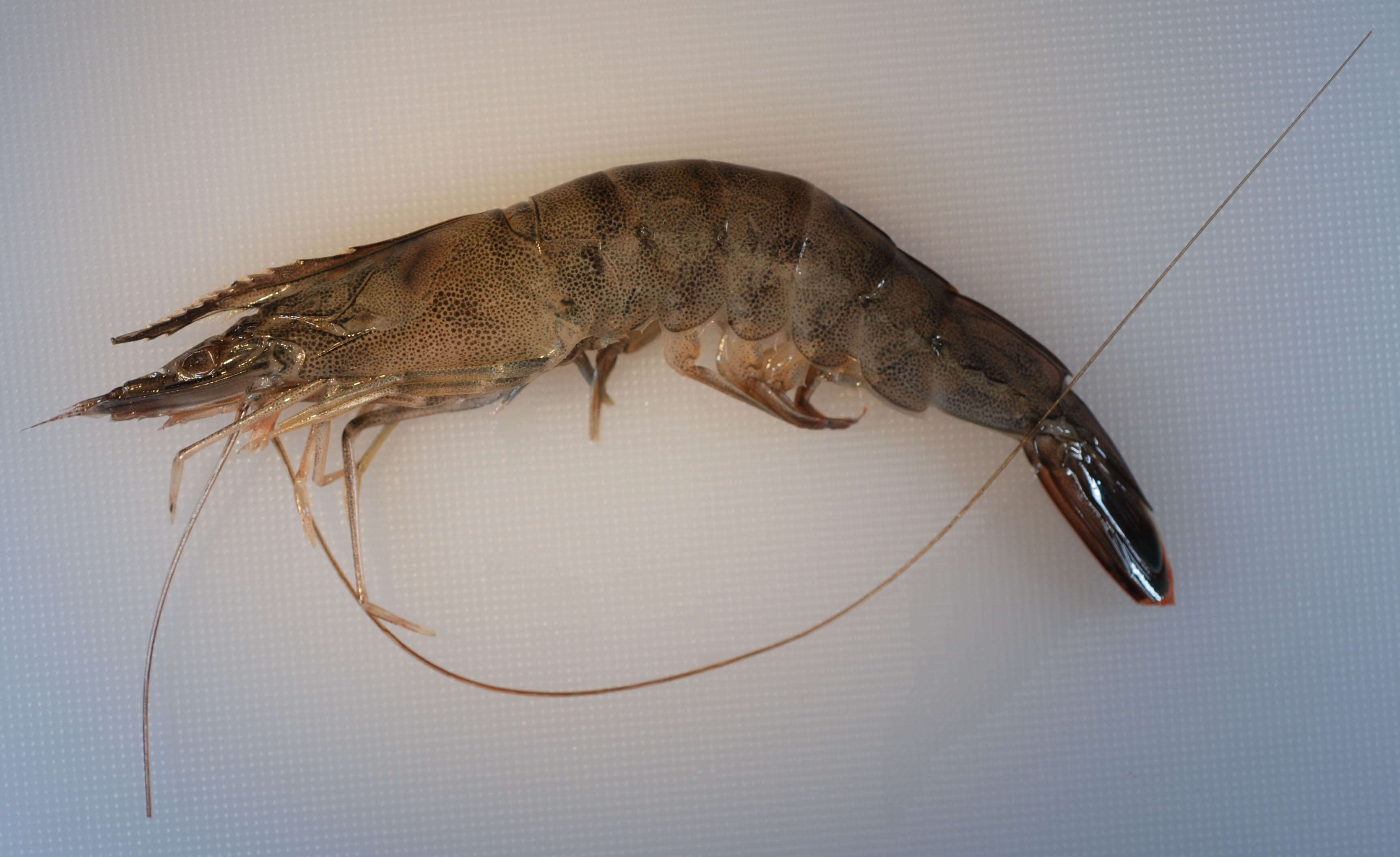 Image of Brown shrimp