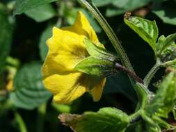 Physalis philadelphica Lam. resmi