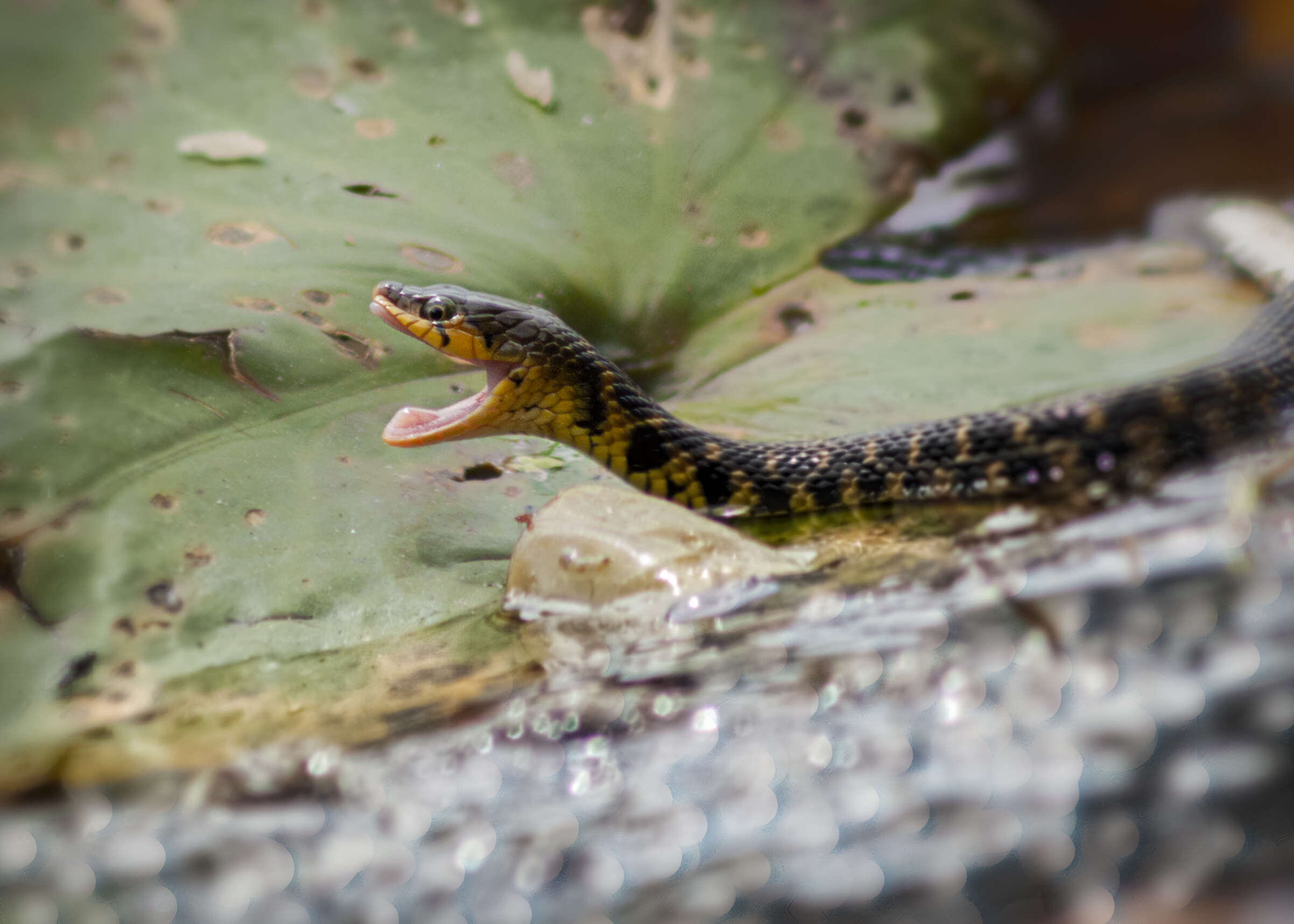 Image of Checkered Keelback Snake